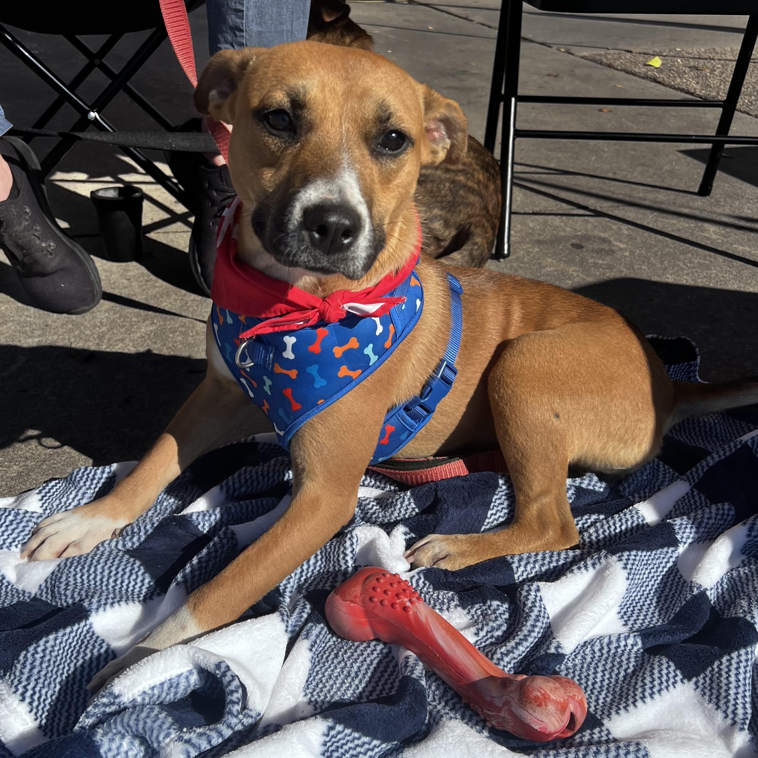 Ivy, a Adoptable mixed breed in Clinton, NC image 2/3