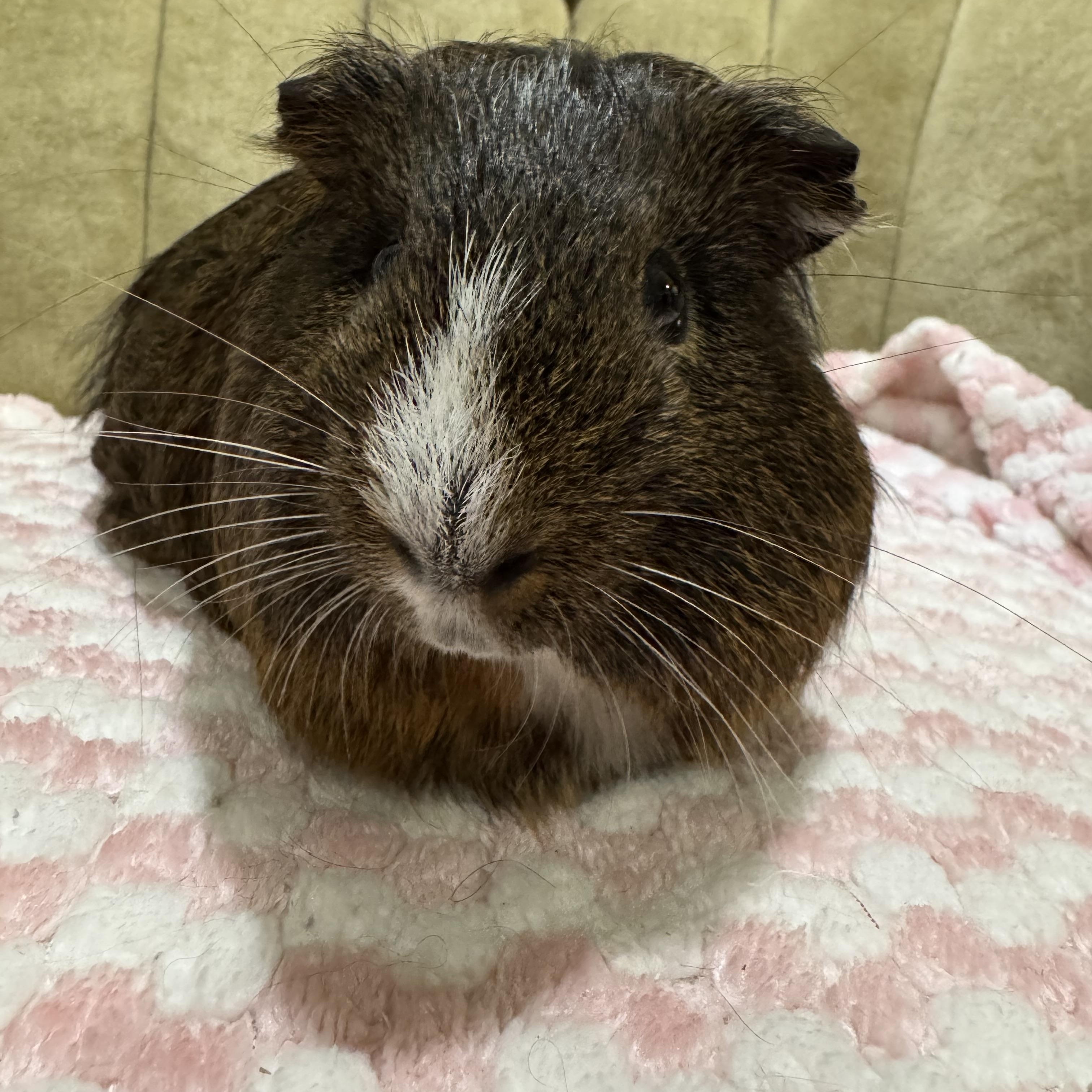 Jack , an adopted Guinea Pig in Walnut Grove, CA image 3/3