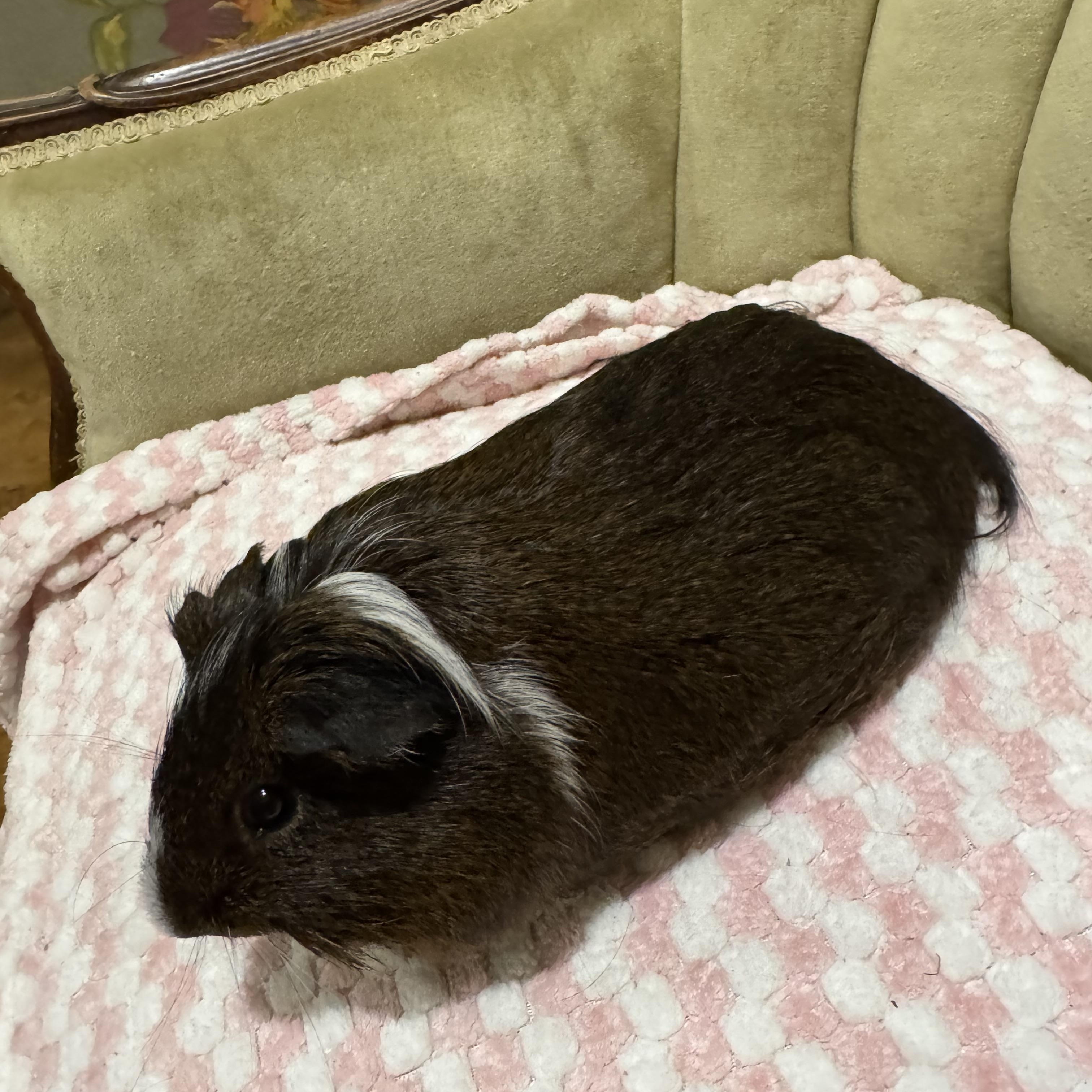 Jack , an adopted Guinea Pig in Walnut Grove, CA image 2/3