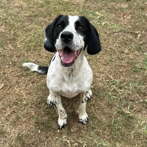 Spark, adopted, Young Female Cocker Spaniel.