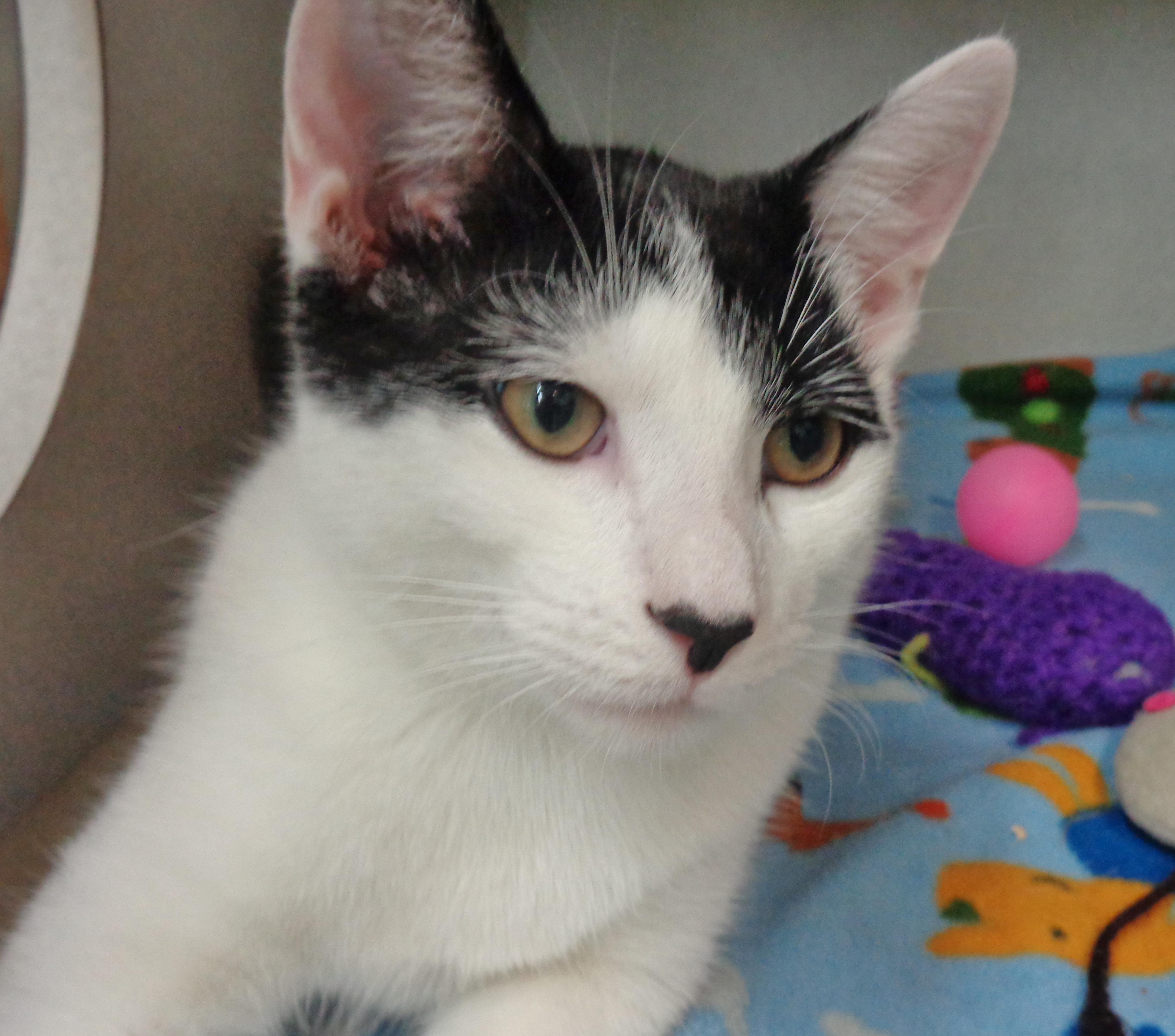 Cat available for adoption - (607) 746-3080