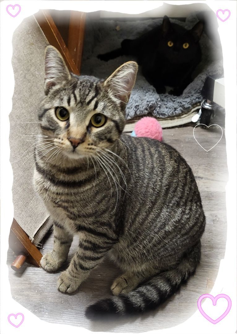 Ms.  Baby Panther kitty, an adoptable Bombay, Siamese in Manhattan Beach, CA, 90267 | Photo Image 2