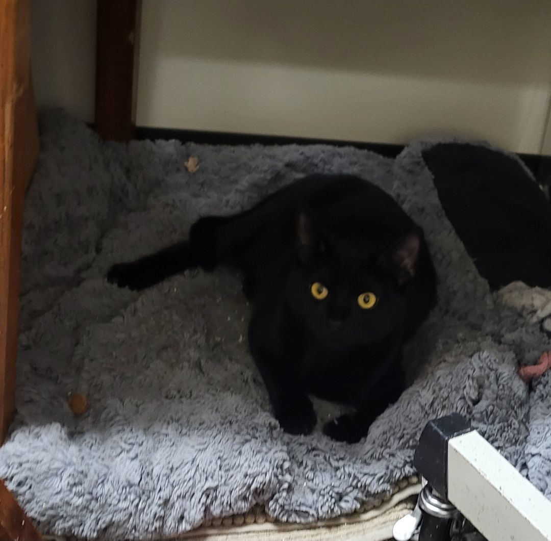 Ms.  Baby Panther kitty, an adoptable Bombay, Siamese in Manhattan Beach, CA, 90267 | Photo Image 1