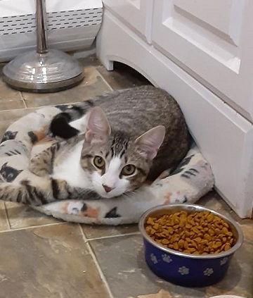 Les, Adoptable, Young Male Domestic Short Hair & Tabby.