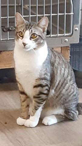 Les, a Adoptable mixed breed in Massapequa, NY image 2/5