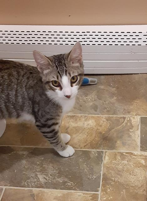 Les, a Adoptable mixed breed in Massapequa, NY image 3/5