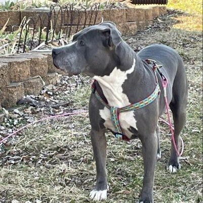 Enlarge Sapphire, a Adoptable Pit Bull Terrier in Kansas City, MO image 4/5