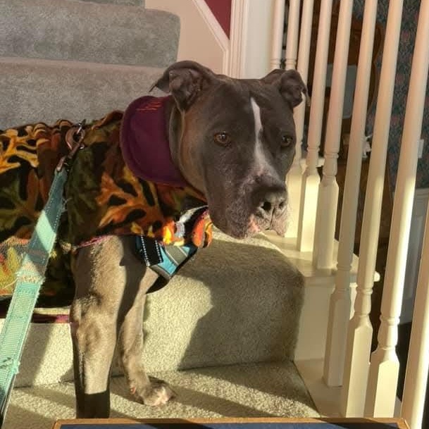 Sapphire, Adoptable, Senior Female Pit Bull Terrier.