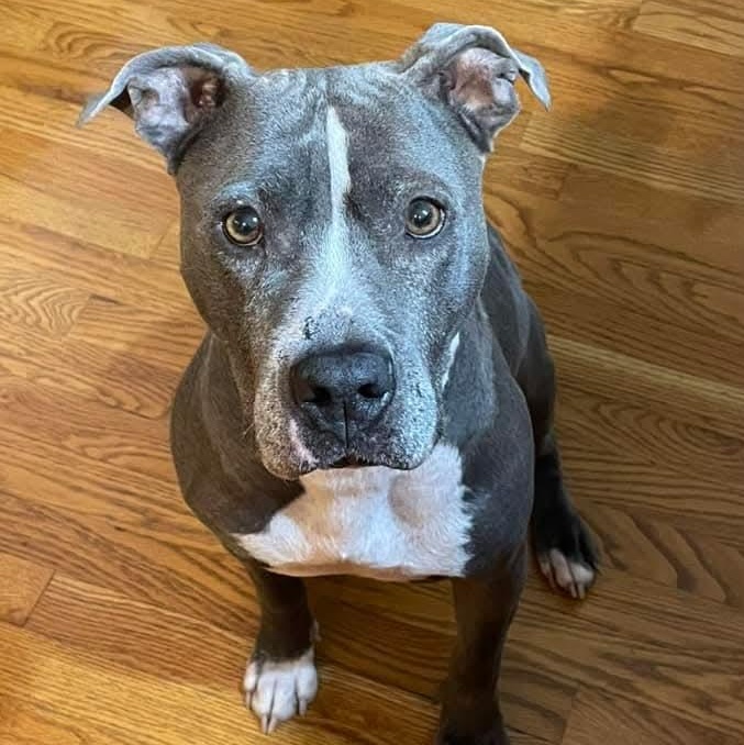 Enlarge Sapphire, a Adoptable Pit Bull Terrier in Kansas City, MO image 5/5