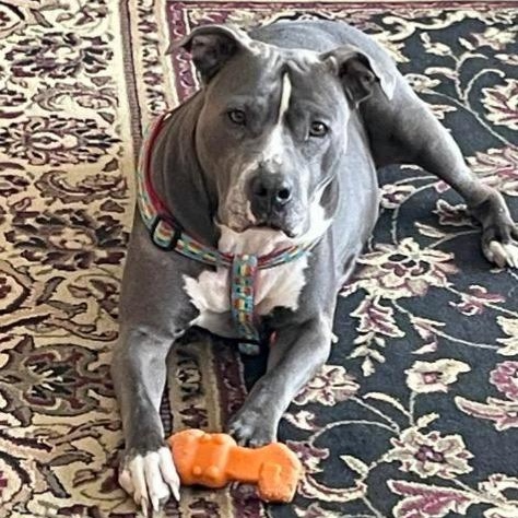 Enlarge Sapphire, a Adoptable Pit Bull Terrier in Kansas City, MO image 1/5