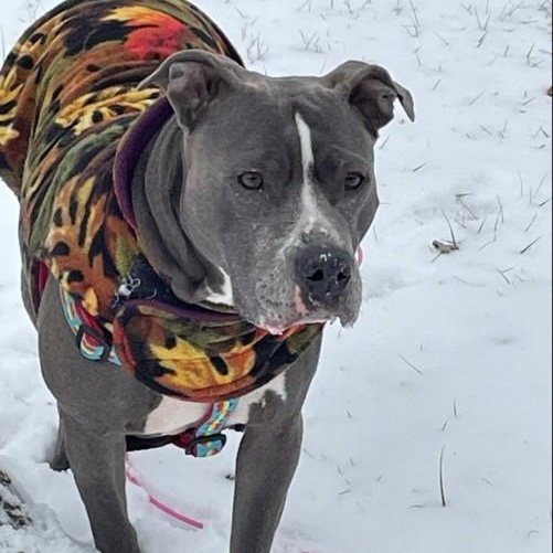Enlarge Sapphire, a Adoptable Pit Bull Terrier in Kansas City, MO image 3/5