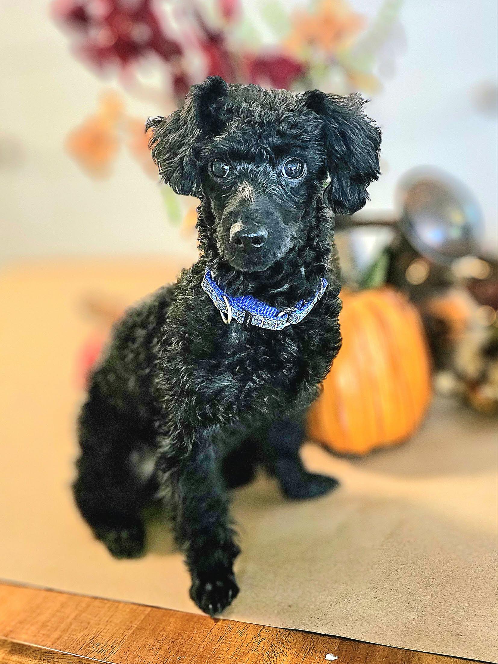 Wynter, Adopted, Young Male Poodle (Toy).