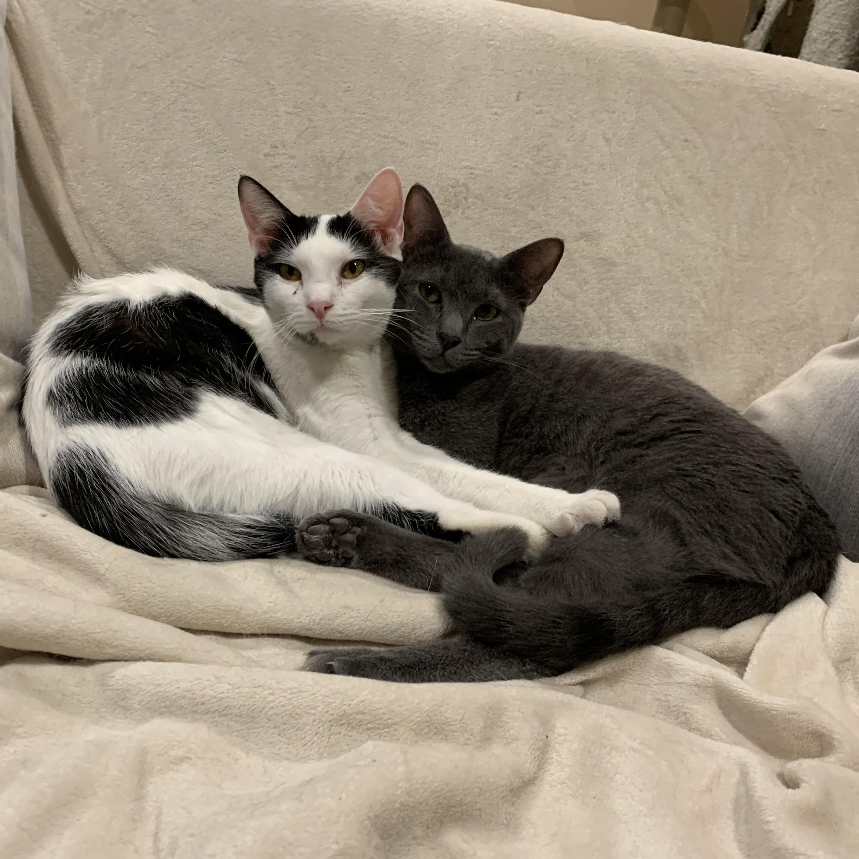 Sisters, a Adoptable Russian Blue in Glendora, CA image 3/4