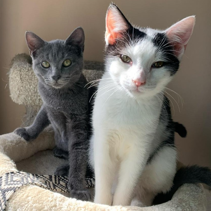 Sisters, a Adoptable Russian Blue in Glendora, CA image 1/4