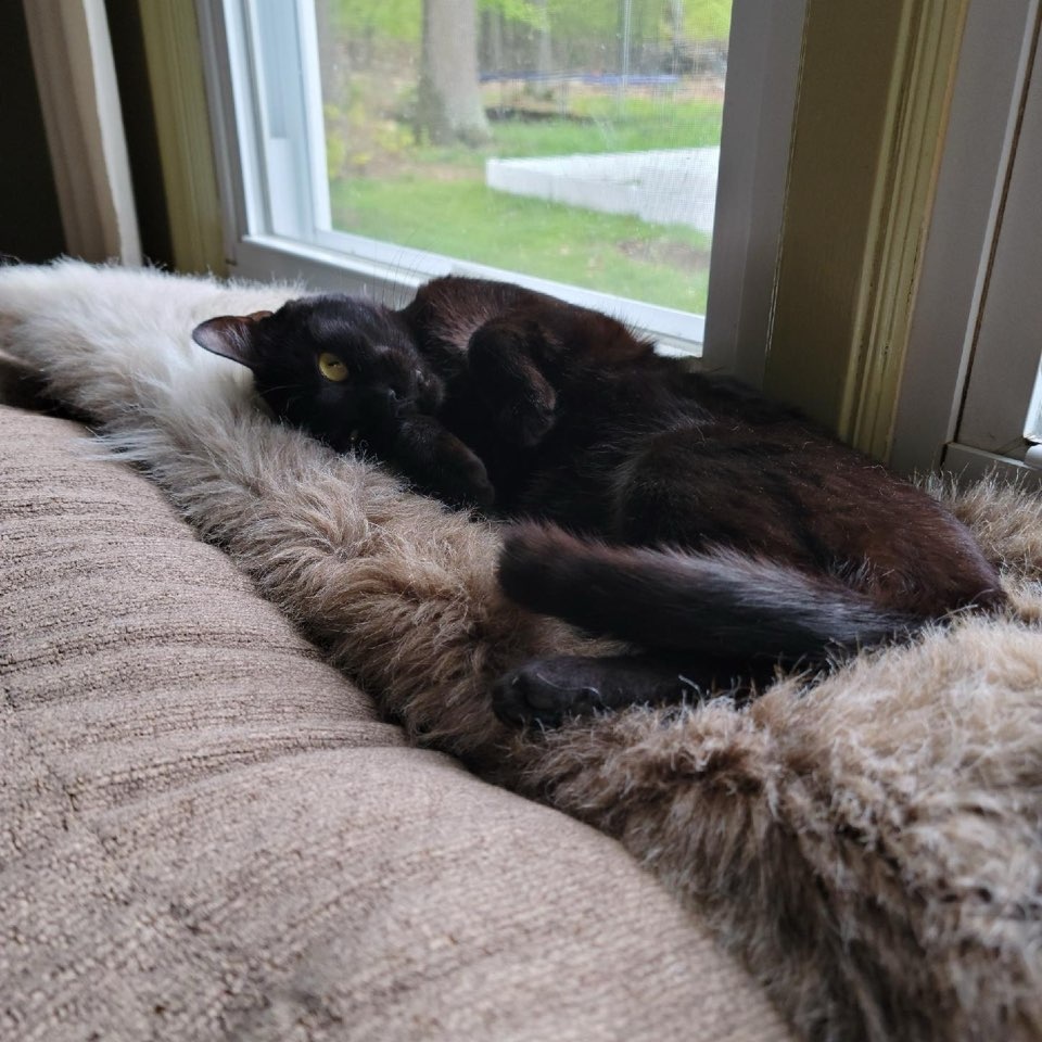 Enlarge Monkey, a Adoptable Domestic Short Hair in Palisades Park, NJ image 1/4