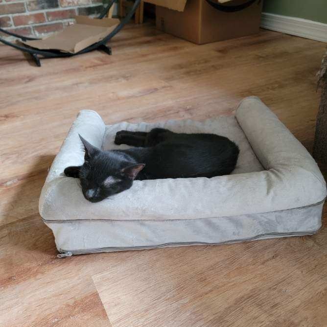 Enlarge Monkey, a Adoptable Domestic Short Hair in Palisades Park, NJ image 2/4