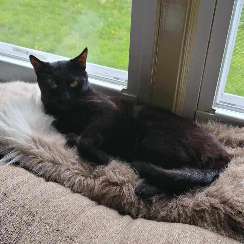 Enlarge Monkey, a Adoptable Domestic Short Hair in Palisades Park, NJ image 3/4