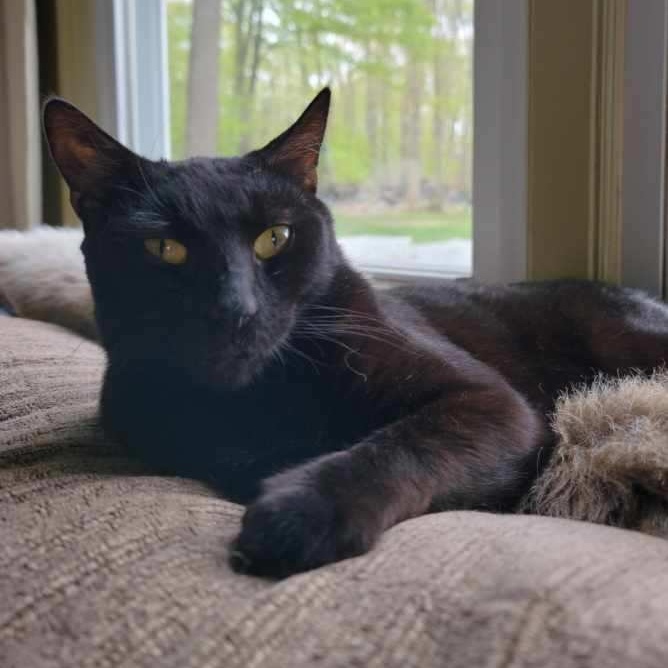 Enlarge Monkey, a Adoptable Domestic Short Hair in Palisades Park, NJ image 4/4