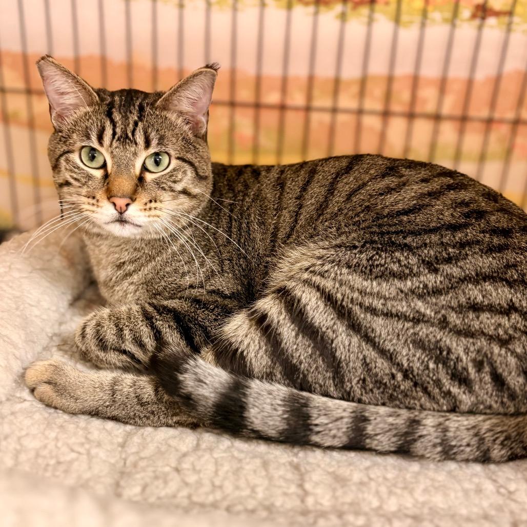 Enlarge Greyson, a Adoptable Domestic Short Hair in Enid, OK image 1/4