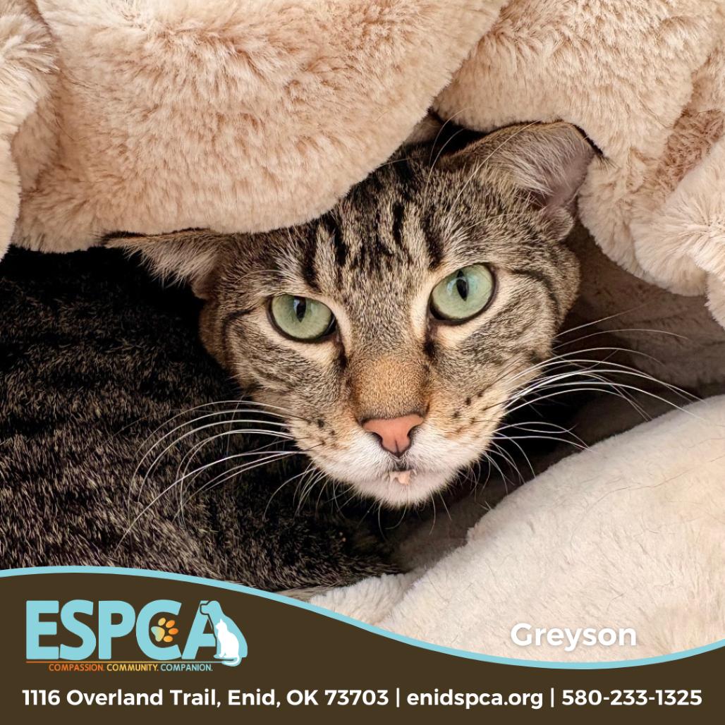 Enlarge Greyson, a Adoptable Domestic Short Hair in Enid, OK image 2/4