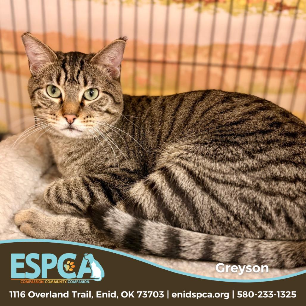 Enlarge Greyson, a Adoptable Domestic Short Hair in Enid, OK image 3/4