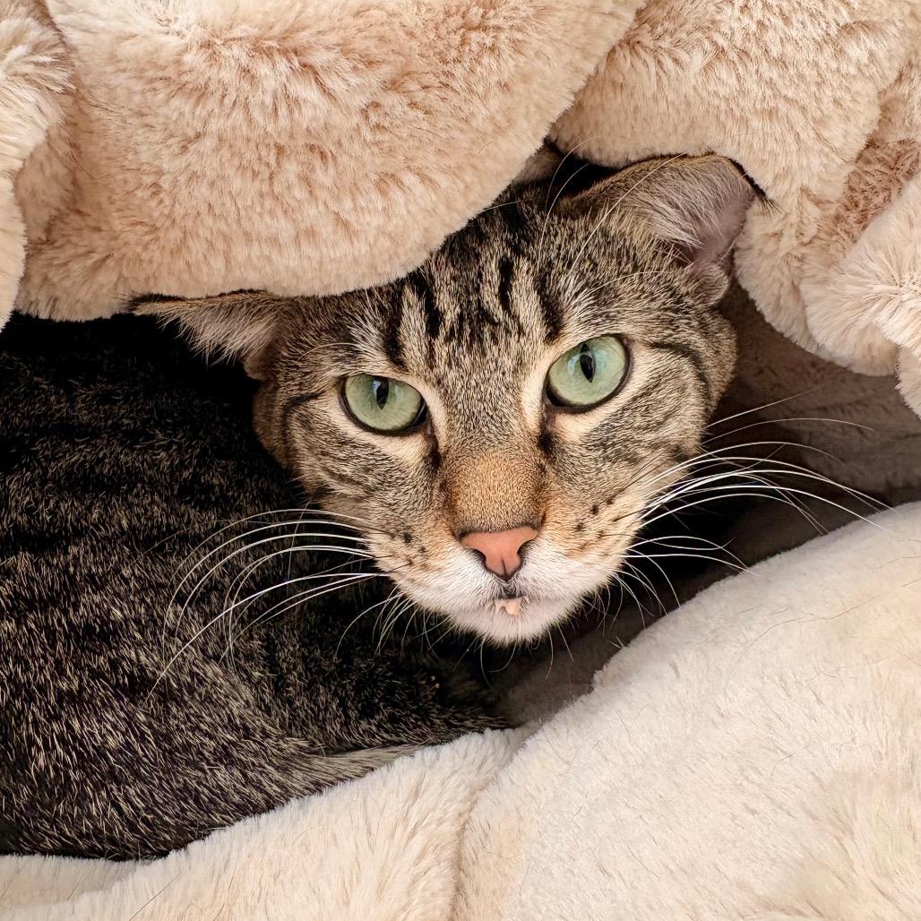 Enlarge Greyson, a Adoptable Domestic Short Hair in Enid, OK image 4/4