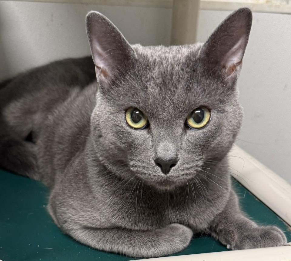 Enlarge Cosmo, a Adopted Russian Blue in Bolivia, NC image 1/1