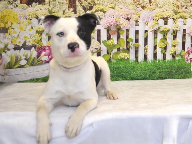 BUDDY, Adoptable, Young Male Border Collie & Mixed Breed.