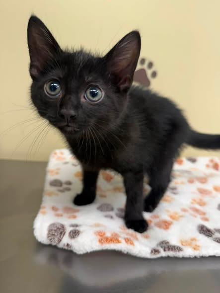 Java, Adoptable, Kitten Female Domestic Short Hair.
