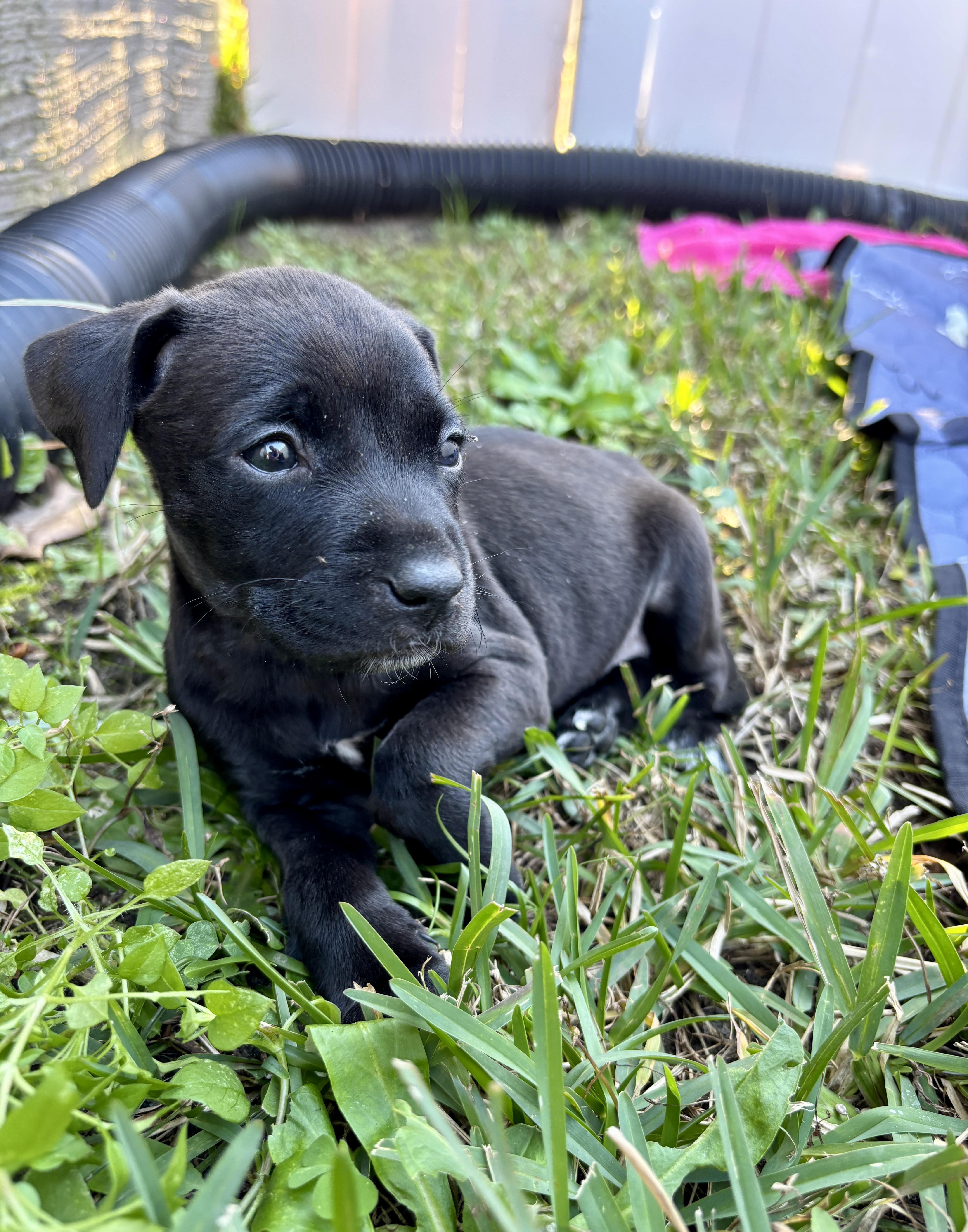 Fiona, Adoptable, Puppy Female Boxer.