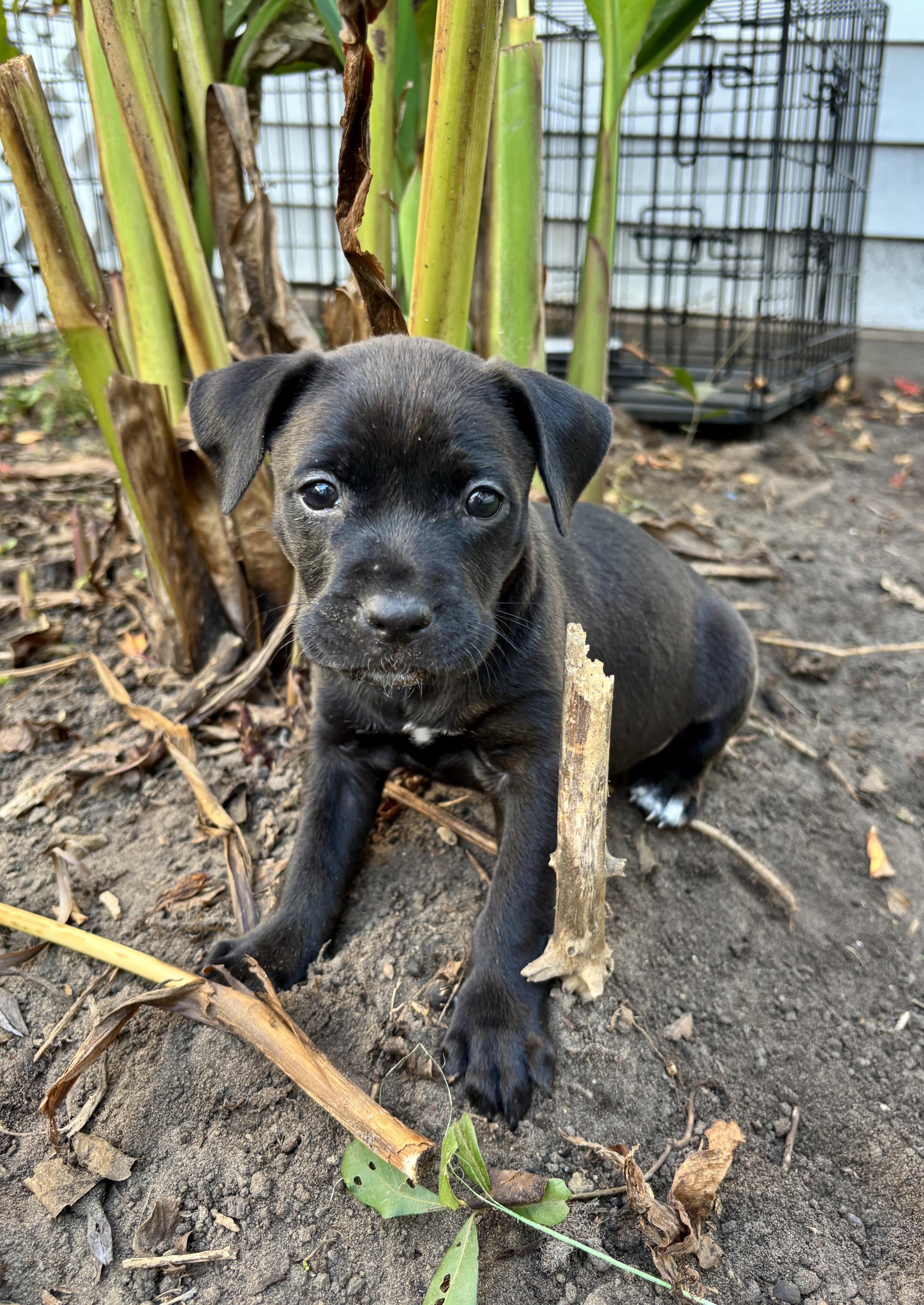 Fiona, a Adoptable mixed breed in North Charleston, SC image 2/4