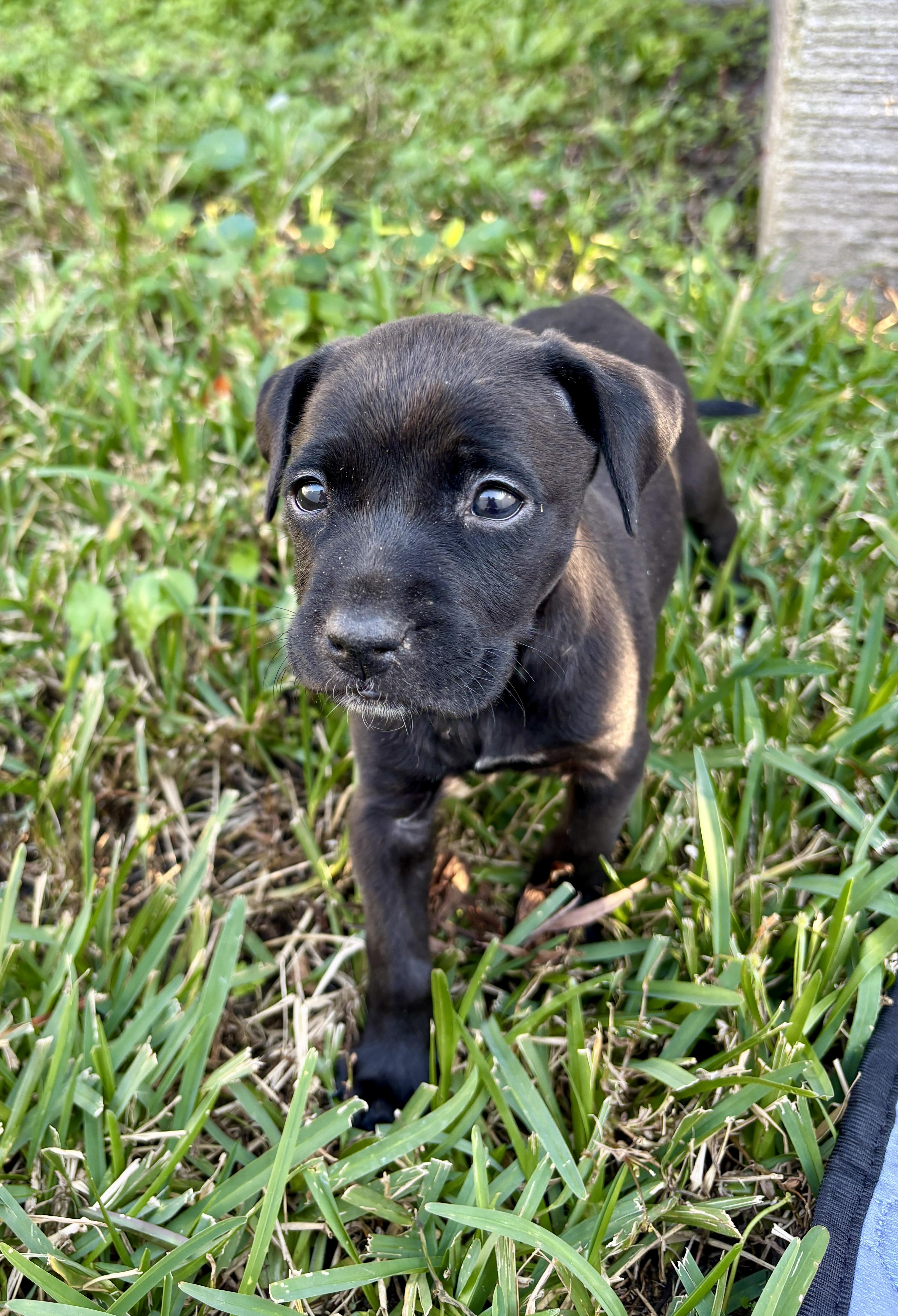 Fiona, a Adoptable mixed breed in North Charleston, SC image 3/4