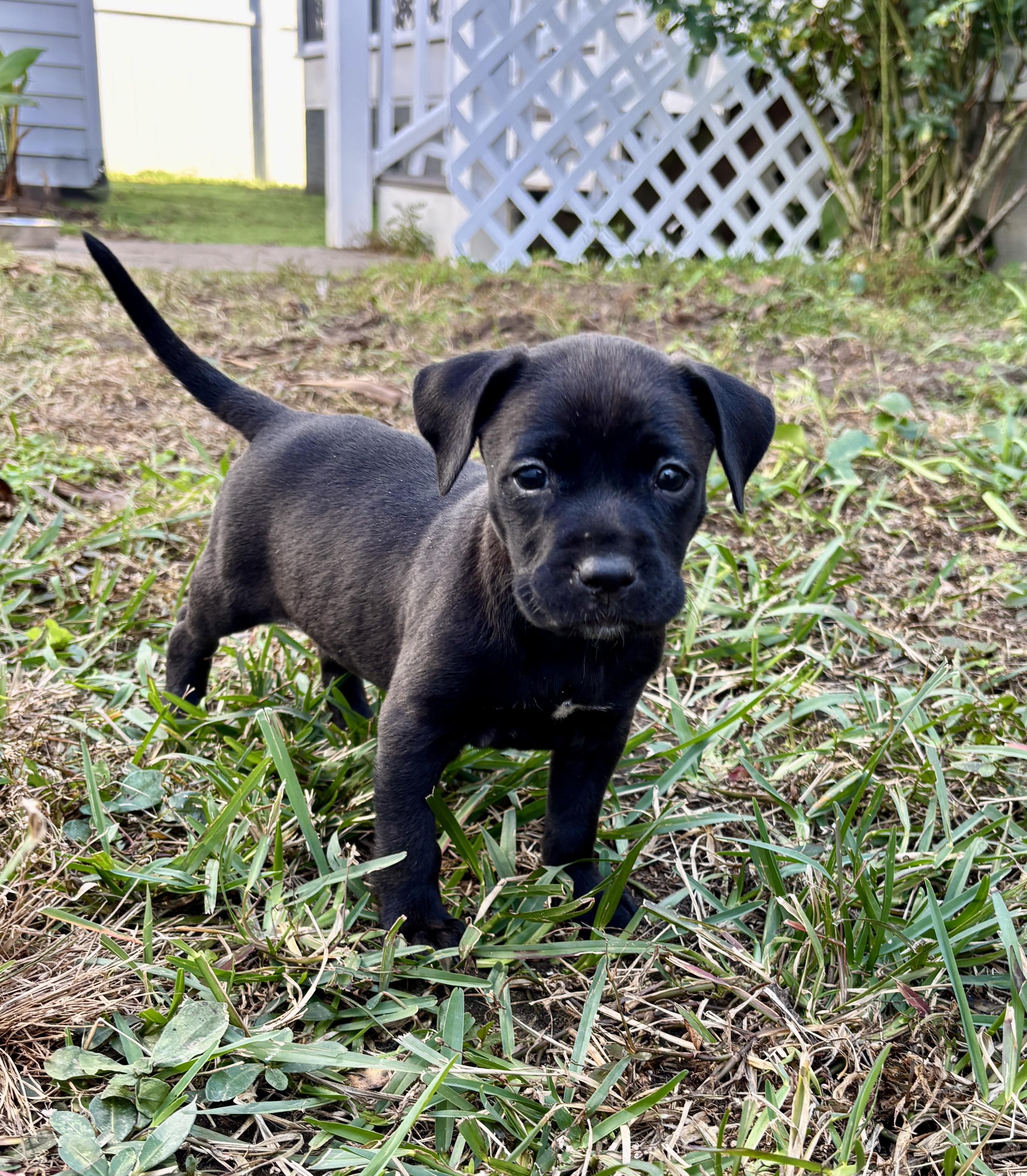 Fiona, a Adoptable mixed breed in North Charleston, SC image 4/4