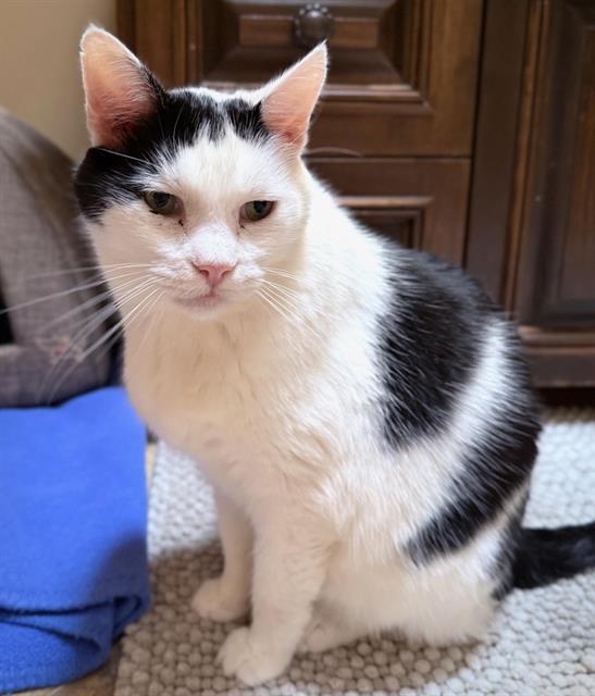 Enlarge FREEDOM, a Adoptable Domestic Short Hair in Albuquerque, NM image 1/1