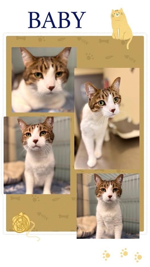Baby, Adoptable, Senior Male Domestic Short Hair.