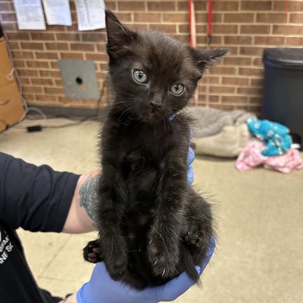 Cleo, Adoptable, Kitten Male Domestic Short Hair.