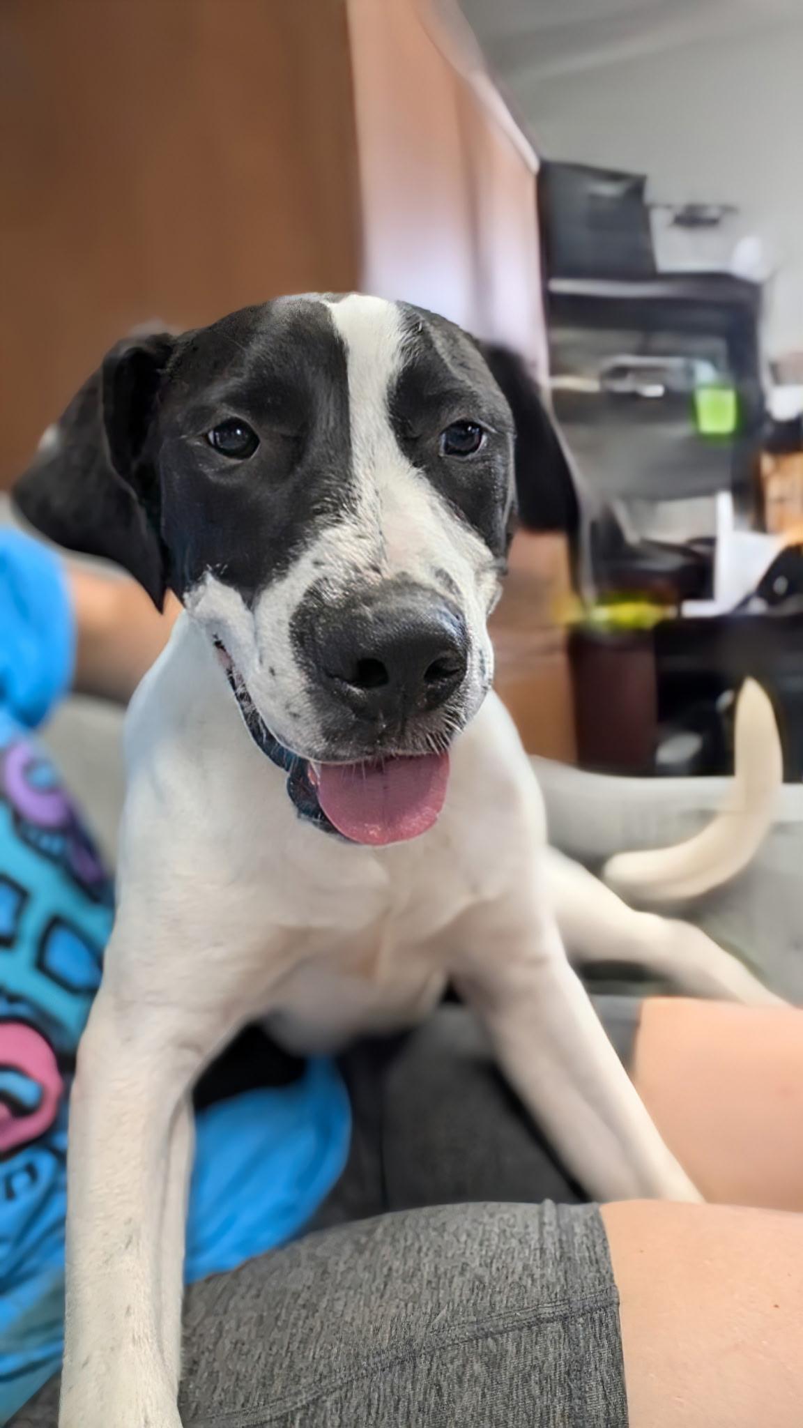 Red, a ADOPTABLE English Pointer in Blytheville, AR image 2/3