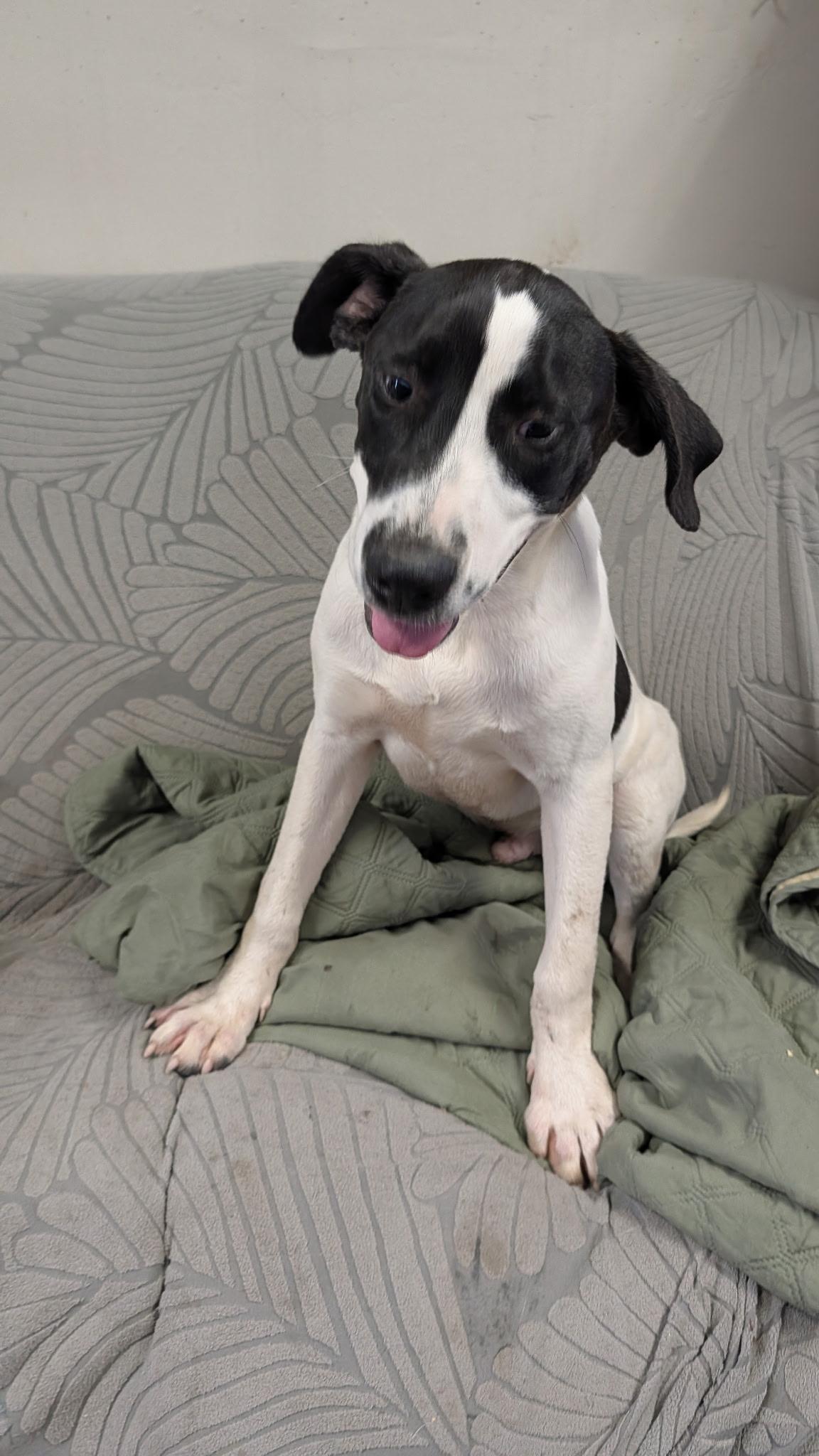 Red, ADOPTABLE, Young Male English Pointer.