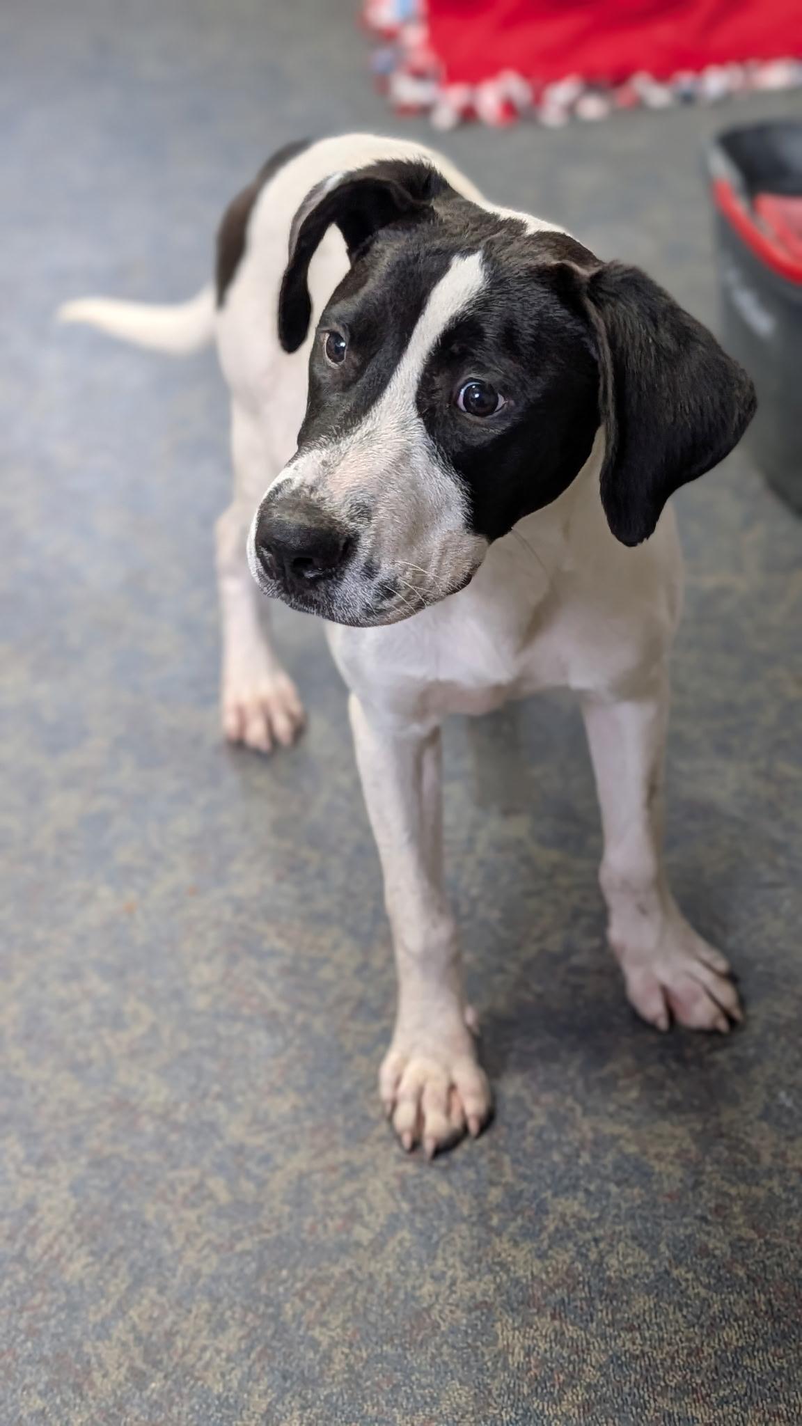 Red, a ADOPTABLE English Pointer in Blytheville, AR image 3/3
