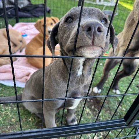 Enlarge Gooseberry, a Adoptable mixed breed in Agua Dulce, CA image 2/6
