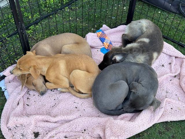 Enlarge Gooseberry, a Adoptable mixed breed in Agua Dulce, CA image 3/6