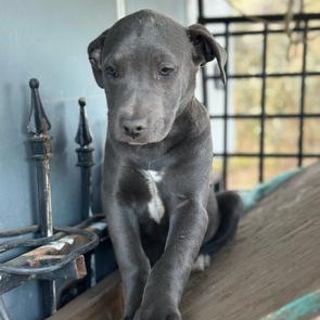 Enlarge Gooseberry, a Adoptable mixed breed in Agua Dulce, CA image 1/6