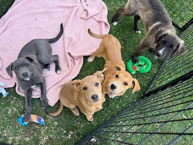 Enlarge Gooseberry, a Adoptable mixed breed in Agua Dulce, CA image 5/6