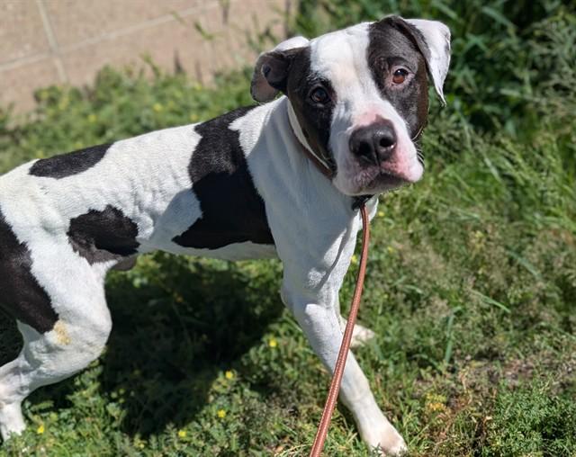 BOISE, Adoptable, Adult Male Boxer & Pit Bull Terrier.