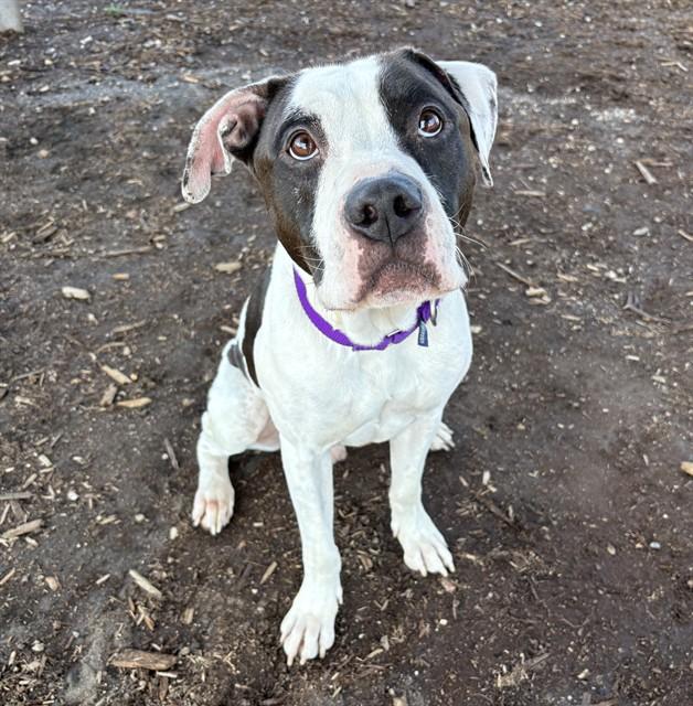BOISE, Adoptable, Adult Male Boxer & Pit Bull Terrier.