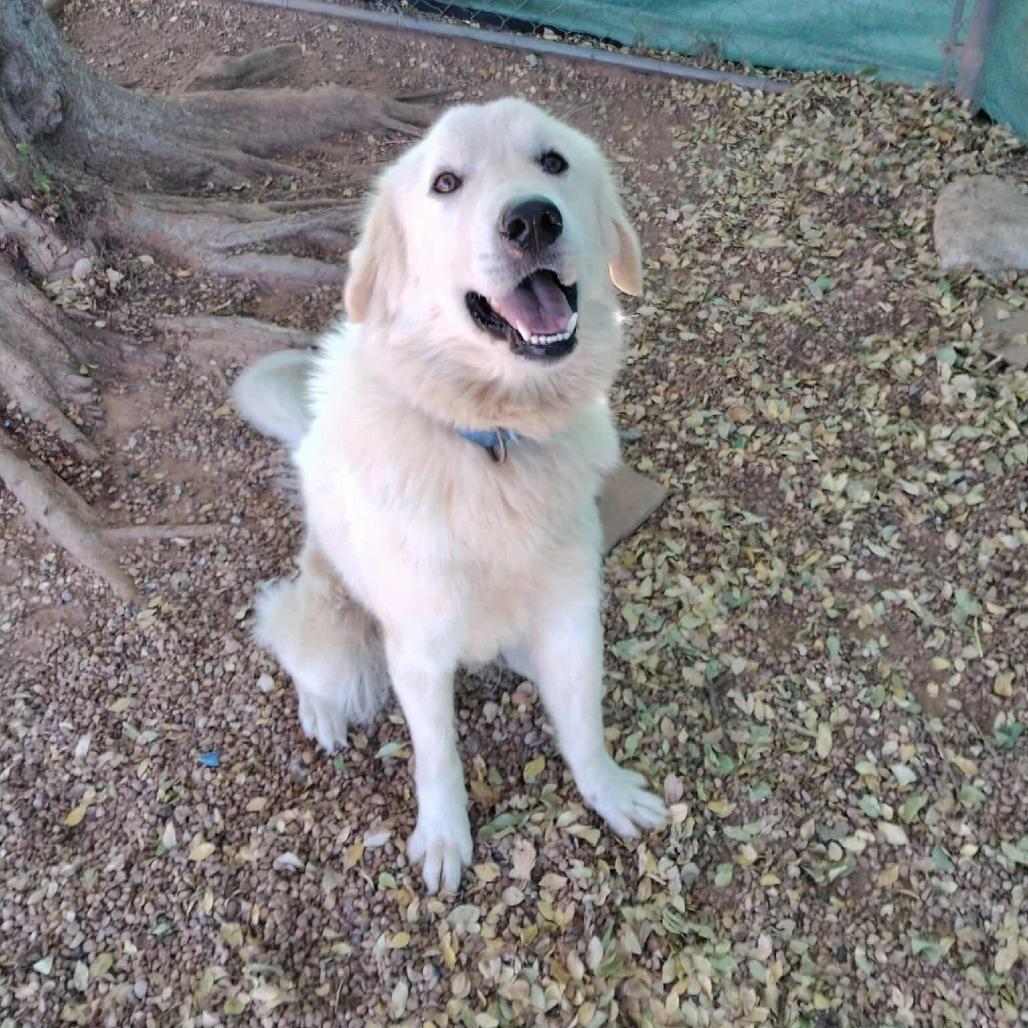 Georgia, Adoptable, Adult Female Great Pyrenees.