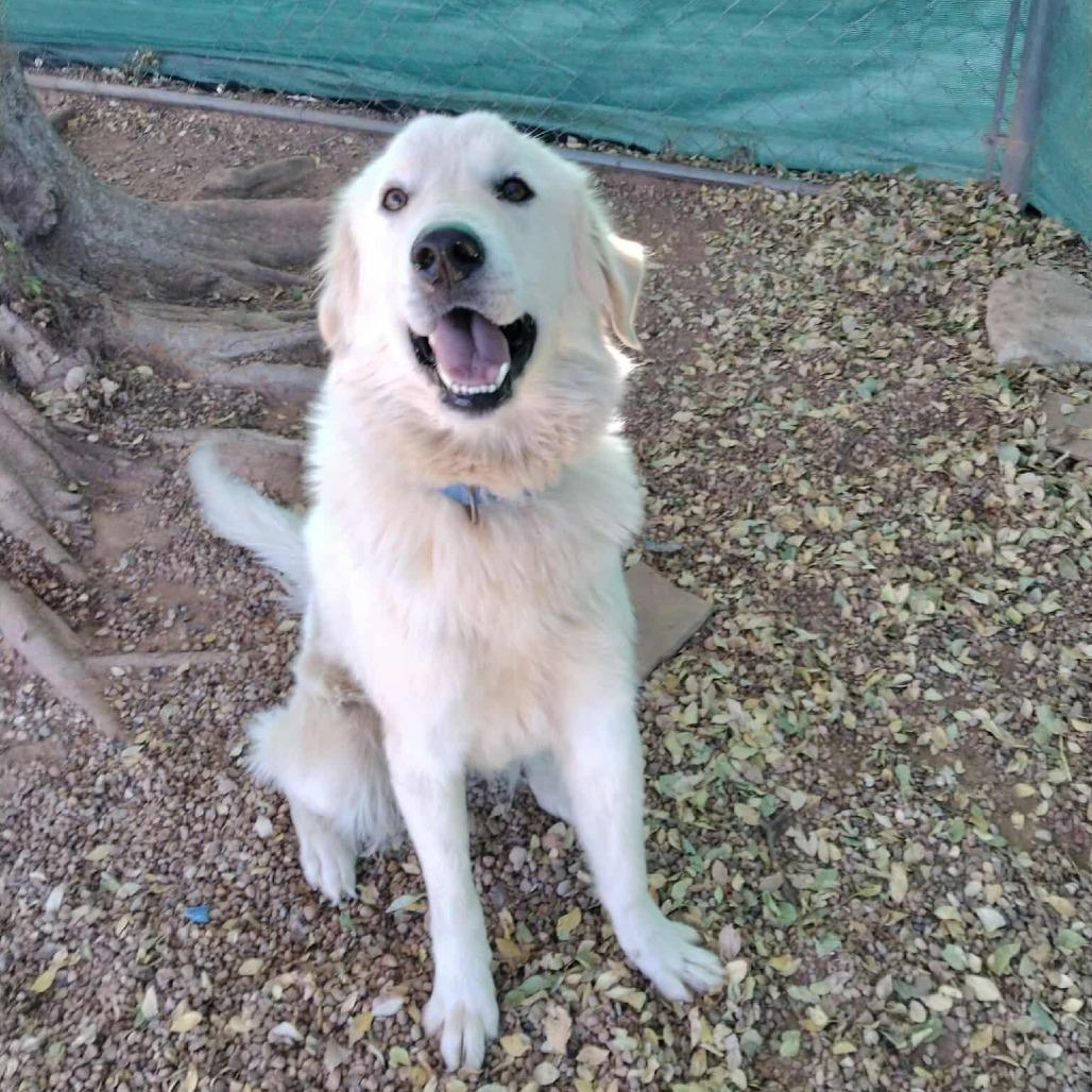 Enlarge Georgia, a Adoptable Great Pyrenees in Duncan, OK image 2/5
