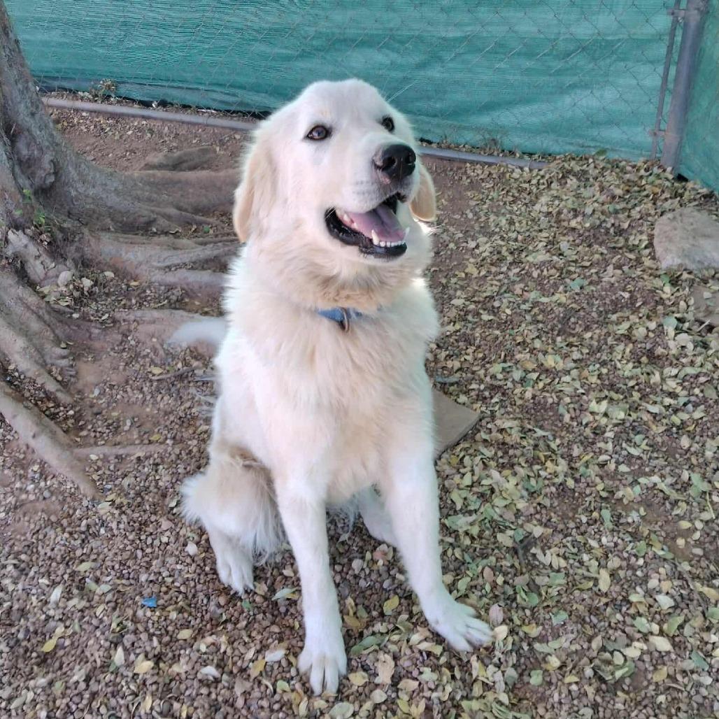 Enlarge Georgia, a Adoptable Great Pyrenees in Duncan, OK image 3/5
