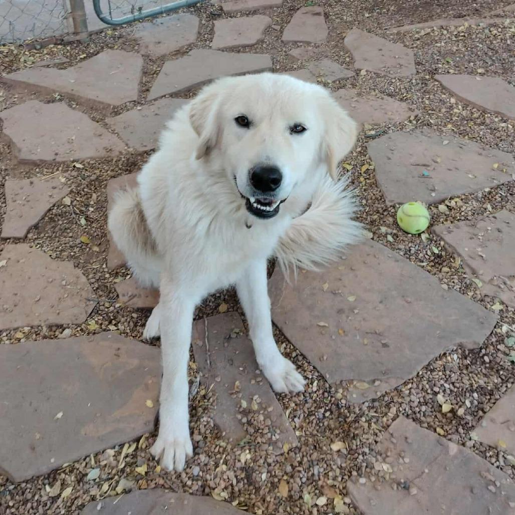 Enlarge Georgia, a Adoptable Great Pyrenees in Duncan, OK image 4/5