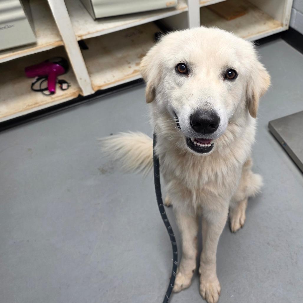 Enlarge Georgia, a Adoptable Great Pyrenees in Duncan, OK image 5/5